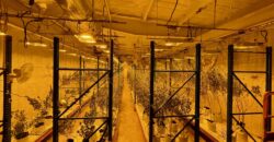 TURNKEY Exotic Cannabis Cultivation 125 lights + Space for 700 Lights