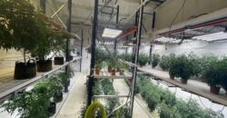 TURNKEY Exotic Cannabis Cultivation 125 lights + Space for 700 Lights