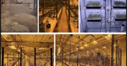 TURNKEY Exotic Cannabis Cultivation 125 lights + Space for 700 Lights