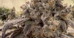 TURNKEY Exotic Cannabis Cultivation 125 lights + Space for 700 Lights