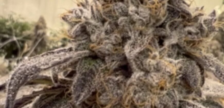 TURNKEY Exotic Cannabis Cultivation 125 lights + Space for 700 Lights