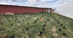 1.087 Acre Grow Lot For Sale in Colorado