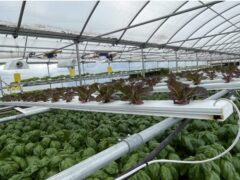 Maryland Cultivation & Retail Opportunity
