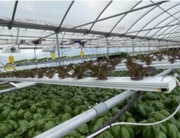 Maryland Cultivation & Retail Opportunity