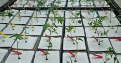 Fully Operating Turnkey Cannabis & Processing Business For Sale in Oklahoma