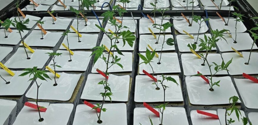 Fully Operating Turnkey Cannabis & Processing Business For Sale in Oklahoma