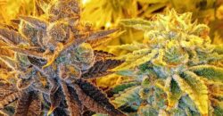 Fully Operating Turnkey Cannabis & Processing Business For Sale in Oklahoma