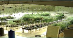Fully Operating Turnkey Cannabis & Processing Business For Sale in Oklahoma