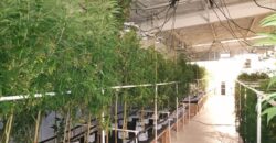 Fully Operating Turnkey Cannabis & Processing Business For Sale in Oklahoma
