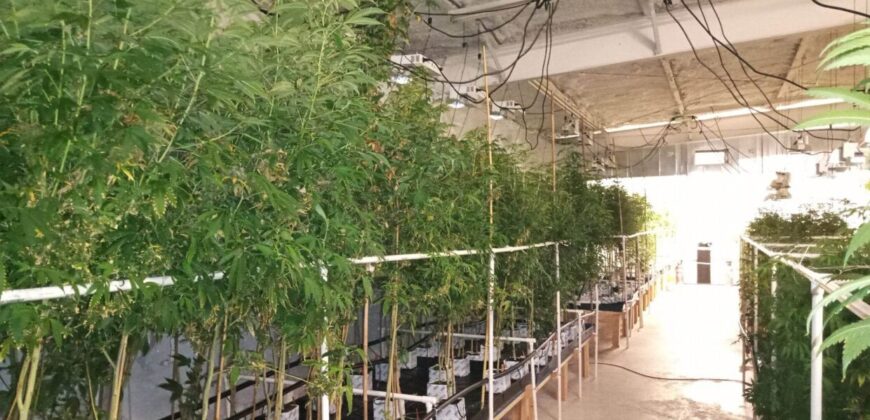 Fully Operating Turnkey Cannabis & Processing Business For Sale in Oklahoma