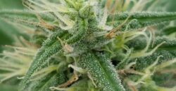 Turnkey Hydroponic Cultivation and Processing Facility For Sale in Pennsylvania