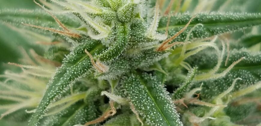 Turnkey Hydroponic Cultivation and Processing Facility For Sale in Pennsylvania