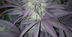 Dispensary License W/Retail Location, W/Tier 2 Garden & Tier 1 MIPP – Billings, MT