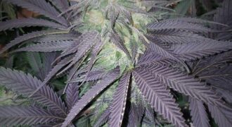 Dispensary License W/Retail Location, W/Tier 2 Garden & Tier 1 MIPP – Billings, MT