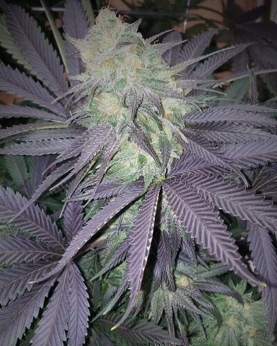 Dispensary License W/Retail Location, W/Tier 2 Garden & Tier 1 MIPP – Billings, MT
