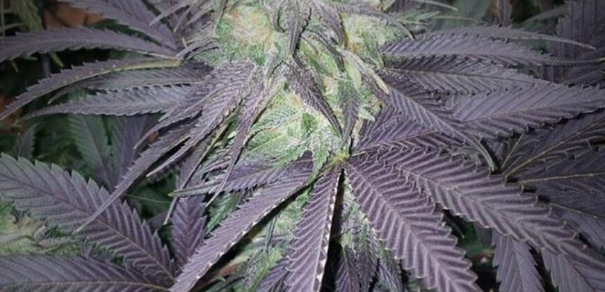 Dispensary License W/Retail Location, W/Tier 2 Garden & Tier 1 MIPP – Billings, MT