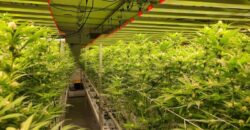 CANNABIS FACILITY – ACTIVE GROW LICENSE!! GUTHRIE, OKLAHOMA FOR SALE