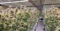 CANNABIS FACILITY – ACTIVE GROW LICENSE!! GUTHRIE, OKLAHOMA FOR SALE