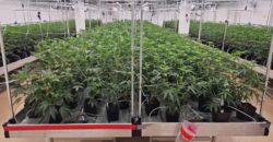 State of the Art, Turn-key Tier 2 OLCC Licensed Indoor Grow in Oregon