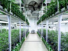 State of the Art, Turn-key Tier 2 OLCC Licensed Indoor Grow in Oregon